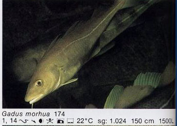 Gadus morhua